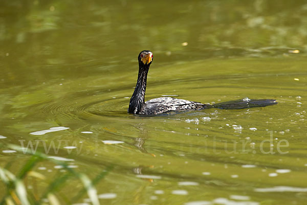 Riedscharbe (Phalacrocorax africanus)