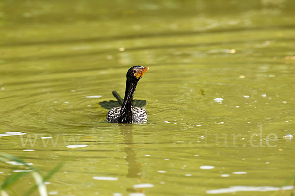 Riedscharbe (Phalacrocorax africanus)