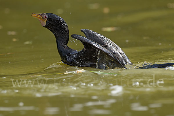 Riedscharbe (Phalacrocorax africanus)