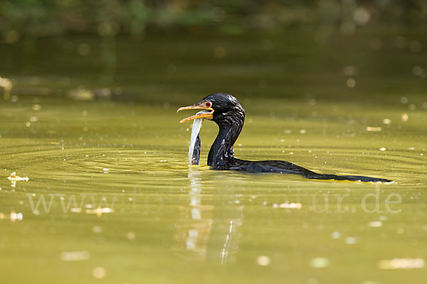 Riedscharbe (Phalacrocorax africanus)