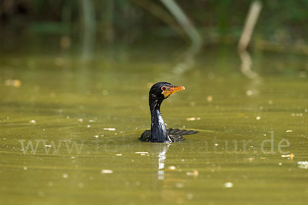 Riedscharbe (Phalacrocorax africanus)