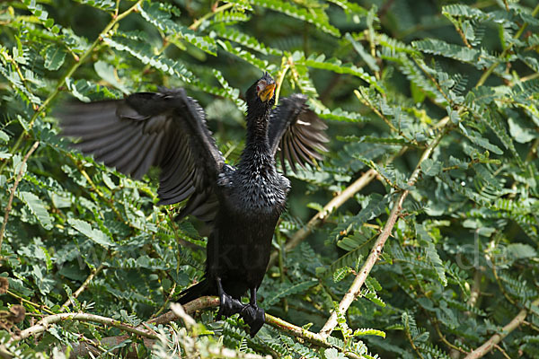 Riedscharbe (Phalacrocorax africanus)