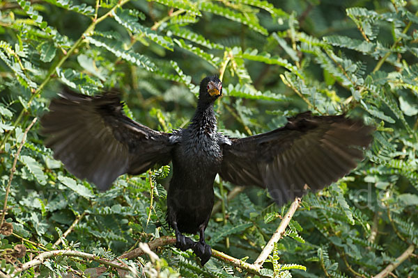 Riedscharbe (Phalacrocorax africanus)