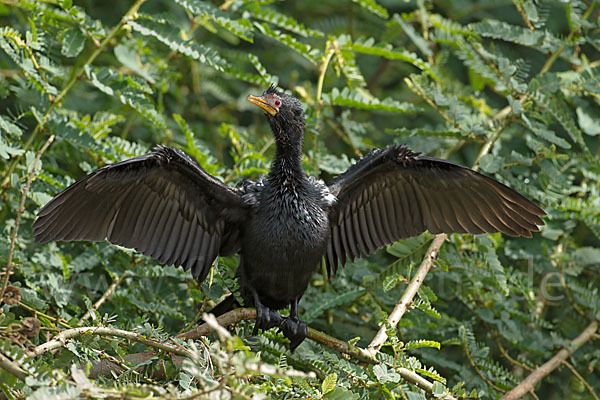 Riedscharbe (Phalacrocorax africanus)