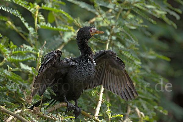 Riedscharbe (Phalacrocorax africanus)