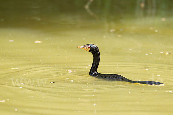 Riedscharbe (Phalacrocorax africanus)