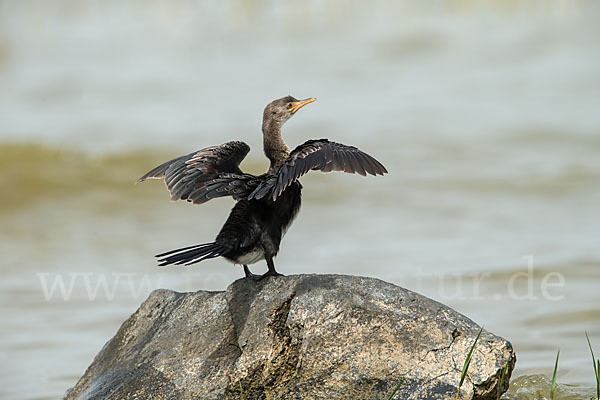 Riedscharbe (Phalacrocorax africanus)