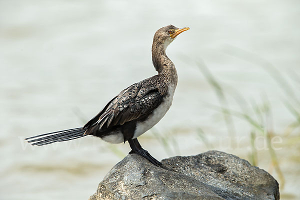 Riedscharbe (Phalacrocorax africanus)