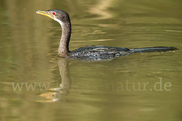 Riedscharbe (Phalacrocorax africanus)