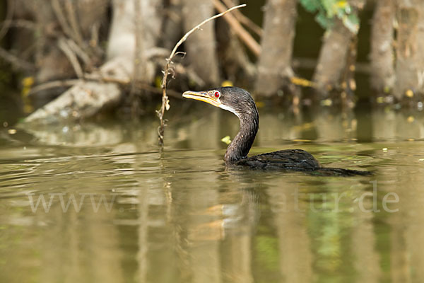 Riedscharbe (Phalacrocorax africanus)