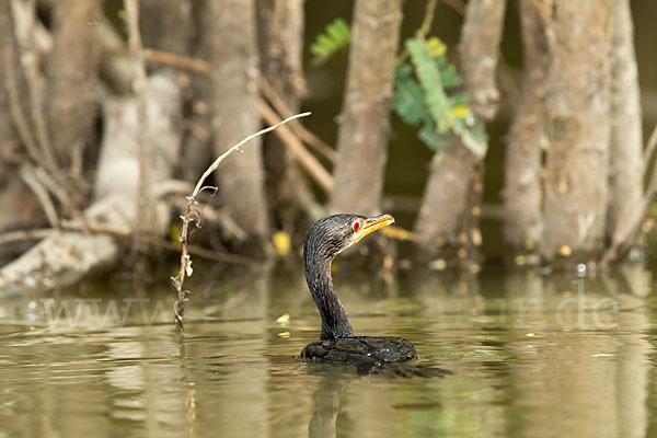 Riedscharbe (Phalacrocorax africanus)