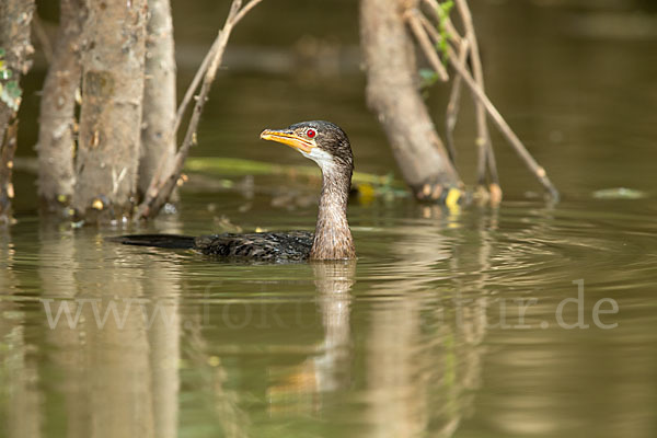 Riedscharbe (Phalacrocorax africanus)