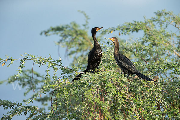 Riedscharbe (Phalacrocorax africanus)