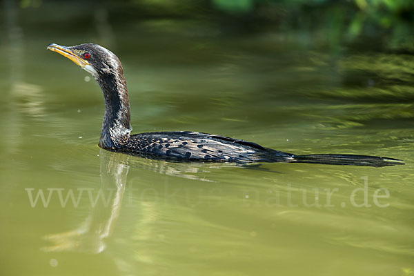 Riedscharbe (Phalacrocorax africanus)