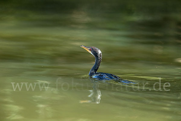 Riedscharbe (Phalacrocorax africanus)