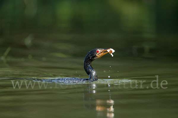 Riedscharbe (Phalacrocorax africanus)