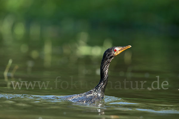 Riedscharbe (Phalacrocorax africanus)