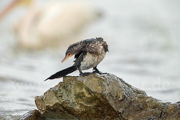 Riedscharbe (Phalacrocorax africanus)