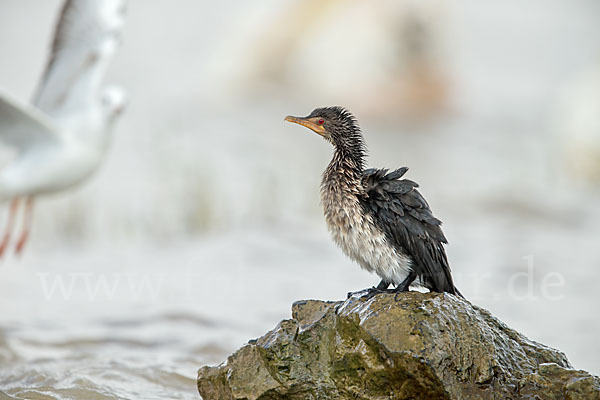 Riedscharbe (Phalacrocorax africanus)