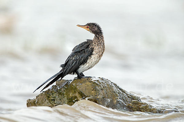 Riedscharbe (Phalacrocorax africanus)