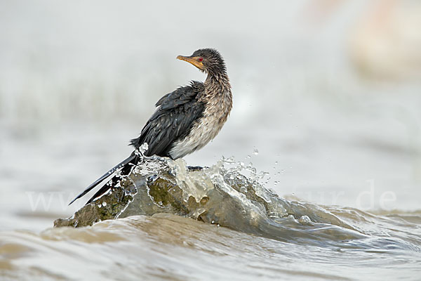 Riedscharbe (Phalacrocorax africanus)