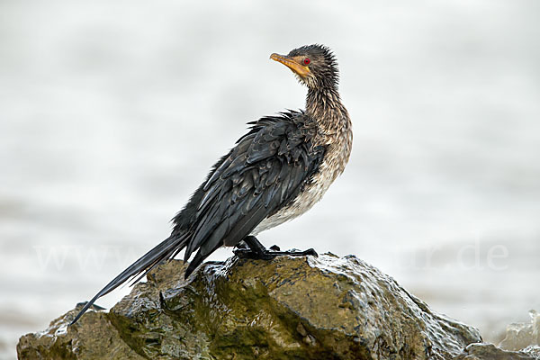 Riedscharbe (Phalacrocorax africanus)