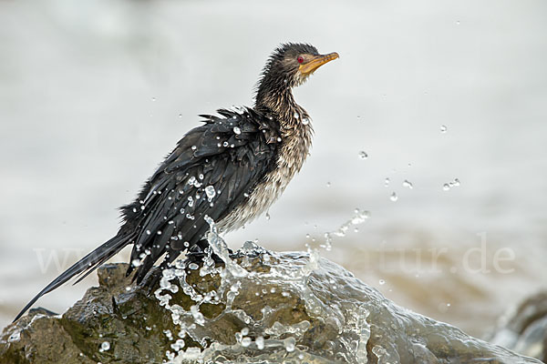 Riedscharbe (Phalacrocorax africanus)