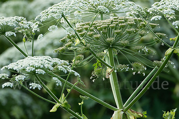 Riesen-Bärenklau (Heracleum mantegazzianum)