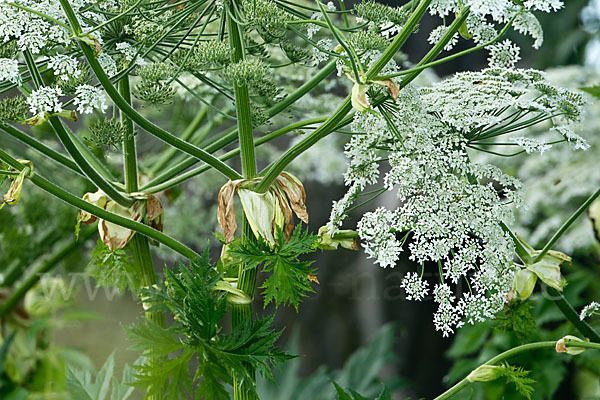 Riesen-Bärenklau (Heracleum mantegazzianum)