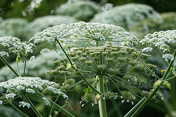 Riesen-Bärenklau (Heracleum mantegazzianum)