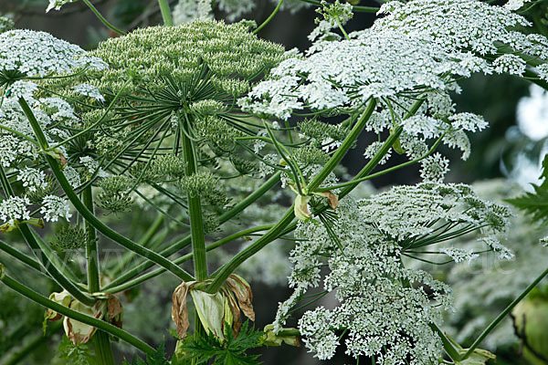 Riesen-Bärenklau (Heracleum mantegazzianum)