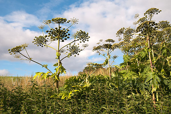 Riesen-Bärenklau (Heracleum mantegazzianum)