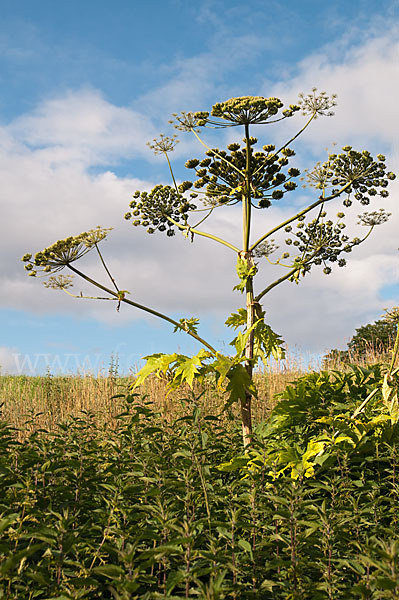 Riesen-Bärenklau (Heracleum mantegazzianum)