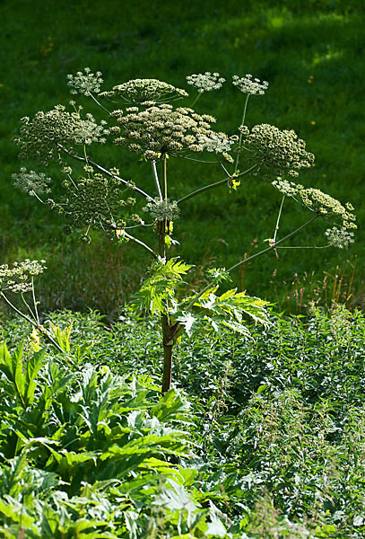 Riesen-Bärenklau (Heracleum mantegazzianum)