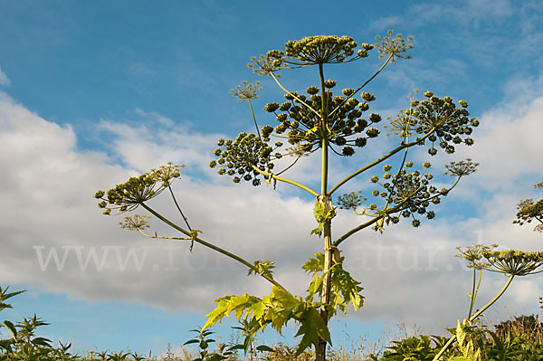 Riesen-Bärenklau (Heracleum mantegazzianum)