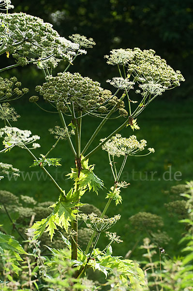 Riesen-Bärenklau (Heracleum mantegazzianum)