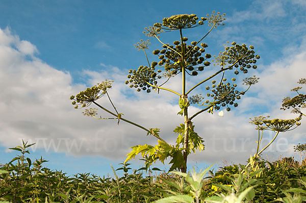 Riesen-Bärenklau (Heracleum mantegazzianum)