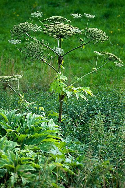 Riesen-Bärenklau (Heracleum mantegazzianum)