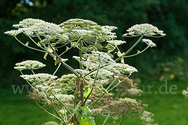 Riesen-Bärenklau (Heracleum mantegazzianum)