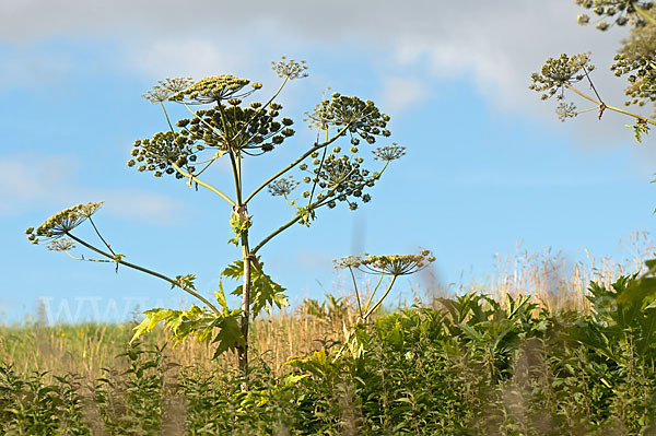 Riesen-Bärenklau (Heracleum mantegazzianum)