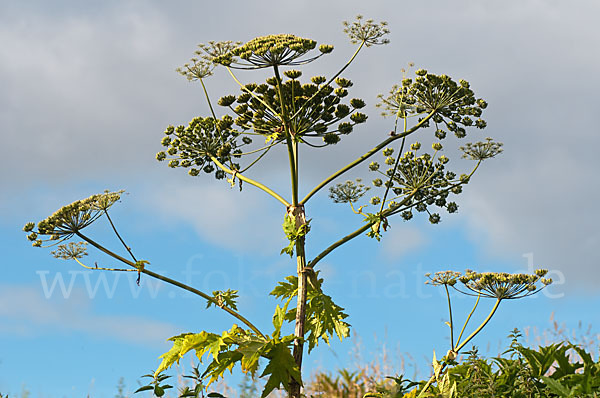 Riesen-Bärenklau (Heracleum mantegazzianum)