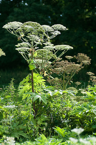 Riesen-Bärenklau (Heracleum mantegazzianum)