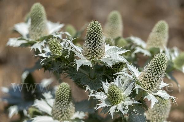 Riesen-Mannstreu (Eryngium giganteum)