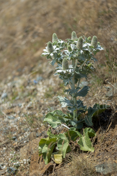 Riesen-Mannstreu (Eryngium giganteum)