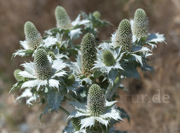 Riesen-Mannstreu (Eryngium giganteum)