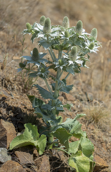 Riesen-Mannstreu (Eryngium giganteum)