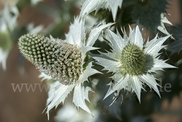 Riesen-Mannstreu (Eryngium giganteum)