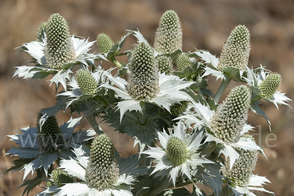 Riesen-Mannstreu (Eryngium giganteum)