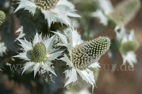 Riesen-Mannstreu (Eryngium giganteum)