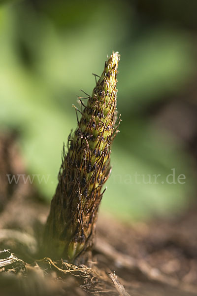 Riesen-Schachtelhalm (Equisetum telmateia)